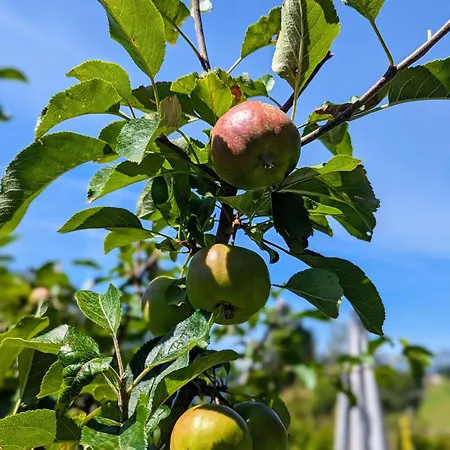 Swiss Mountain-valley View