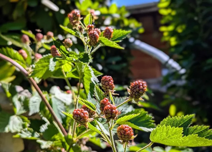 Vakantiehuis Swiss Mountain-valley View