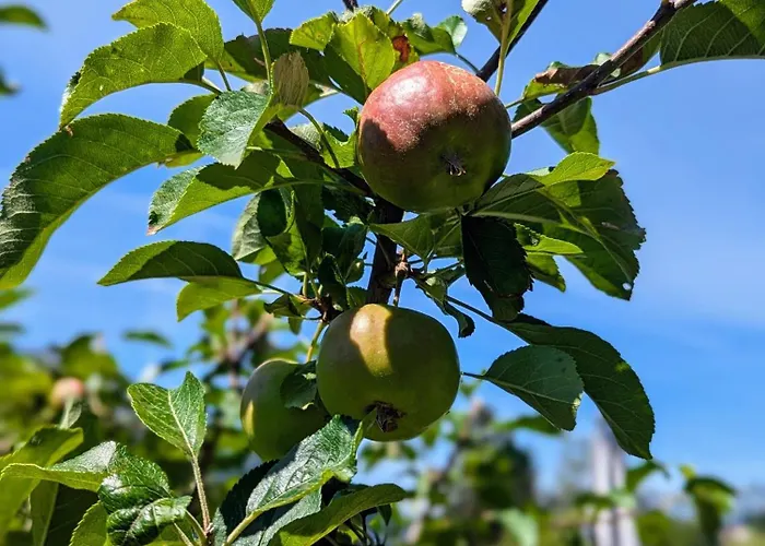 Swiss Mountain-valley View