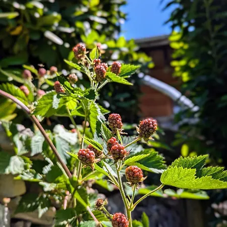 بيت للعطل Swiss Mountain-valley View